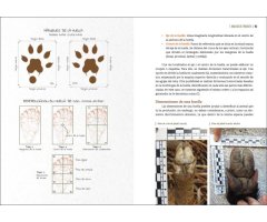 GUÍA VISUAL DE HUELLAS Y RASTROS DE LA FAUNA DE ESPAÑA Y RESTO DE EUROPA 8
