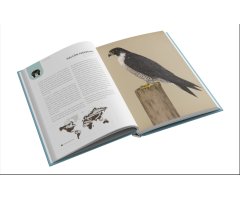 RAPACES QUE VUELAN EN EL DÍA Y EN LA NOCHE 2