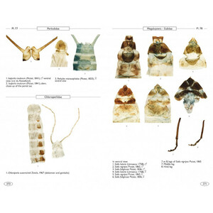 NEUROPTEROIDS OF EUROPE, NEUROPTERA, TRICHOPTERA, PLECOPTERA, MECOPTERA, MEGALOPTERA AND RAPHIDIOPTERA 5