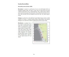 MARINE BIVALVES OF NAMIBIA 2