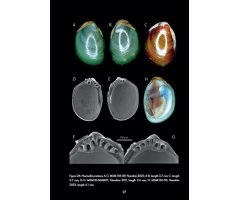 MARINE BIVALVES OF NAMIBIA 3