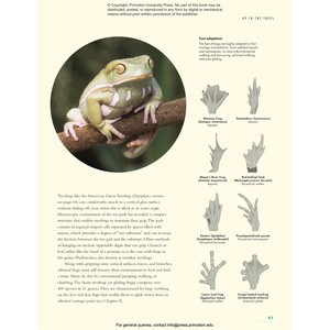 THE LIVES OF FROGS. A NATURAL HISTORY 6