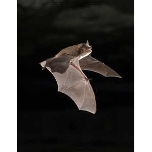 THE LIVES OF BATS. A NATURAL HISTORY 4
