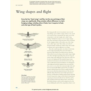THE LIVES OF BATS. A NATURAL HISTORY 5