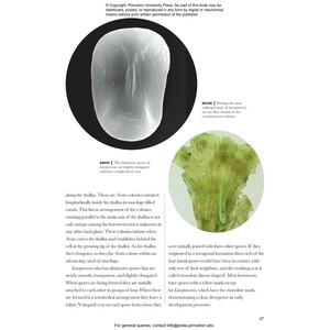 MOSSES, LIVERWORTS, AND HORNWORTS OF THE WORLD. A GUIDE TO EVERY ORDER 5