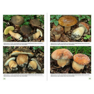 EUROPEAN BOLETES. VOL 1_1