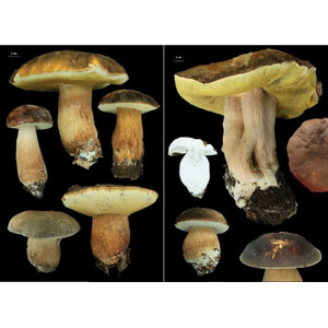 EUROPEAN BOLETES. VOL 1 3