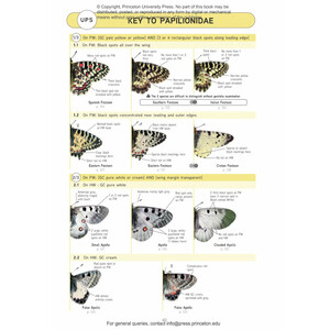 BUTTERFLIES OF BRITAIN AND WESTERN EUROPE AND THEIR CATERPILLARS. AN IDENTIFICATION GUIDE 3