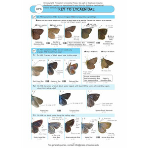 BUTTERFLIES OF BRITAIN AND WESTERN EUROPE AND THEIR CATERPILLARS. AN IDENTIFICATION GUIDE 4
