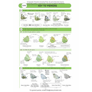 BUTTERFLIES OF BRITAIN AND WESTERN EUROPE AND THEIR CATERPILLARS. AN IDENTIFICATION GUIDE 5