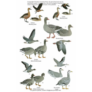 BIRDS OF INDIA. PAKISTAN, NEPAL, BANGLADESH, BHUTAN, SRI LANKA AND THE MALDIVES 3