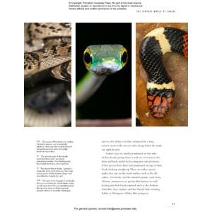 THE LIVES OF SNAKES: A NATURAL HISTORY OF THE WORLD'S SNAKES 3