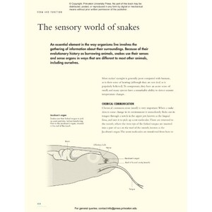 THE LIVES OF SNAKES: A NATURAL HISTORY OF THE WORLD'S SNAKES 4
