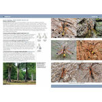 A PHOTOGRAPHIC GUIDE TO FLIES OF BRITAIN & IRELAND_1