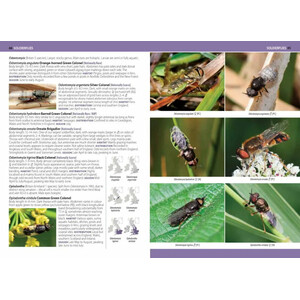 A PHOTOGRAPHIC GUIDE TO FLIES OF BRITAIN & IRELAND 3