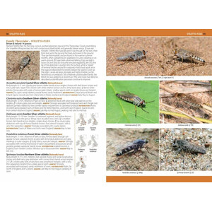 A PHOTOGRAPHIC GUIDE TO FLIES OF BRITAIN & IRELAND 4