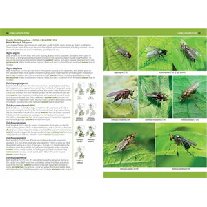A PHOTOGRAPHIC GUIDE TO FLIES OF BRITAIN & IRELAND 5