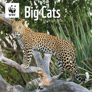 BIG CATS SQUARE WALL CALENDAR 2026