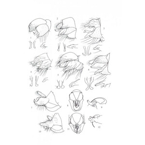 BRITISH SOLDIERFLIES AND THEIR ALLIES 3