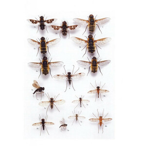 BRITISH SOLDIERFLIES AND THEIR ALLIES 4