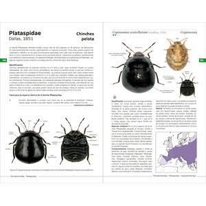 CHINCHES PENTATOMORFAS DE LA PENÍNSULA IBÉRICA 4