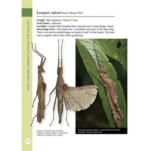 A PHOTOGRAPHIC GUIDE: STICK INSECTS OF BORNEO_1