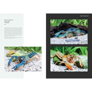 CRAYFISH OF THE WORLD 3