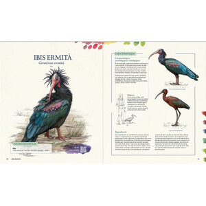 GRANS OCELLS DELS PAÏSOS CATALANS. RECULL D'EXPERIÈNCIES AMB 50 ESPÈCIES QUE PODEM TROBAR A LA NOSTRA TERRA_1