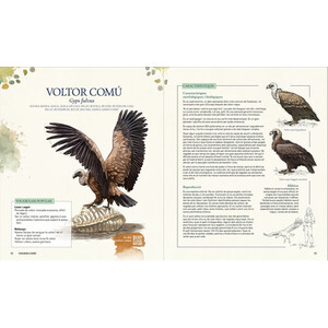 GRANS OCELLS DELS PAÏSOS CATALANS. RECULL D'EXPERIÈNCIES AMB 50 ESPÈCIES QUE PODEM TROBAR A LA NOSTRA TERRA 4