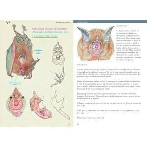 GUÍA DE MURCIÉLAGOS. PENÍNSULA IBÉRICA Y BALEARES 2