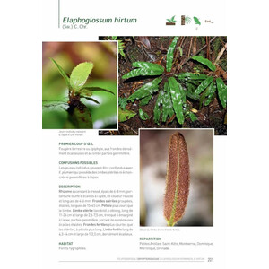 LES FOUGÈRES ET PLANTES ALLIÉES DES ANTILLES FRANÇAISES 5