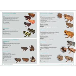 HANDBOOK OF AMPHIBIANS OF FRENCH GUIANA 4