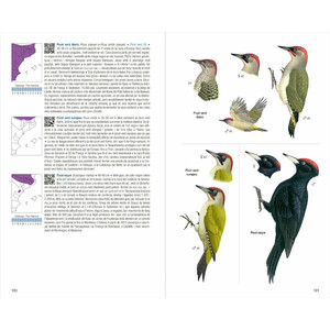 OCELLS DE CATALUNYA, PAÍS VALENCIÀ I BALEARS. 4A EDICIÓ 3