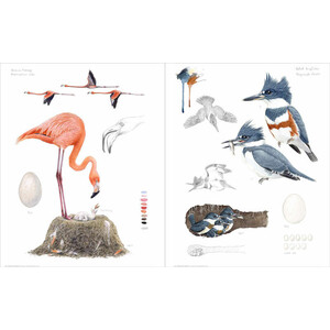 BIRD NEST &AMP; EGG. THE HOMES OF FORTY EXTRAORDINARY SPECIES 3