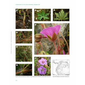 A MONOGRAPH OF THE GENUS GERANIUM L. (GERANIACEAE) 4