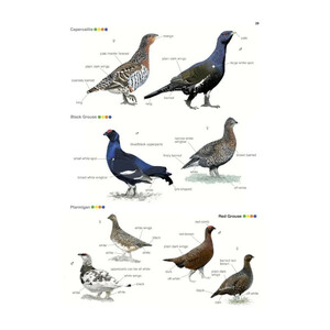 COLLINS BRITISH BIRD IDENTIFIER. EASILY NAME ALL SPECIES USING ONLY 5 FEATURES WITH THE 5 ID METHOD_1