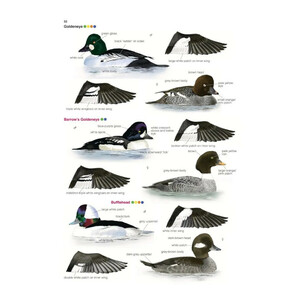 COLLINS BRITISH BIRD IDENTIFIER. EASILY NAME ALL SPECIES USING ONLY 5 FEATURES WITH THE 5 ID METHOD 3