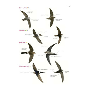 COLLINS BRITISH BIRD IDENTIFIER. EASILY NAME ALL SPECIES USING ONLY 5 FEATURES WITH THE 5 ID METHOD 4