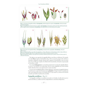 LAS GRAMÍNEAS FÁCILES. GUÍA VISUAL CON CLAVES PARA IDENTIFICAR LAS GRAMÍNEAS ÍBERO-BALEÁRICAS_1