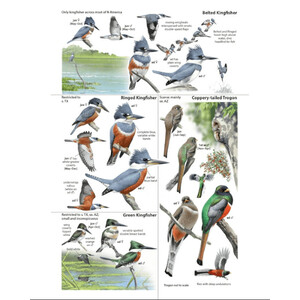 THE BIRD GUIDE: NORTH AMERICA_1