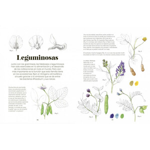 ILUSTRACIÓN BOTÁNICA. UN MANUAL PARA APRENDER A OBSERVAR Y REPRESENTAR EL MUNDO VEGETAL_1