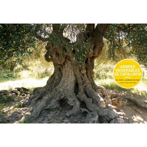 ARBRES VENERABLES DE CATALUNYA. VOLUM 2