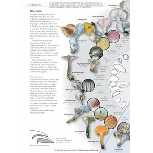 FUNGI OF TEMPERATE EUROPE: KEYS TO THE BASIDIOMYCETES_1