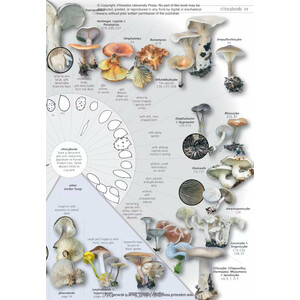 FUNGI OF TEMPERATE EUROPE: KEYS TO THE BASIDIOMYCETES 3