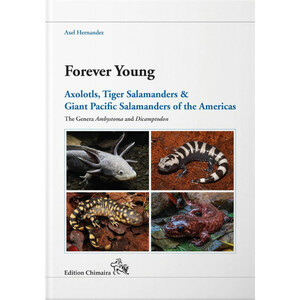 FOREVER YOUNG. AXOLOTLS, TIGER SALAMANDERS &AMP; GIANT PACIFIC SALAMANDERS OF THE AMERICAS. THE GENERA AMBYSTOMA AND DICAMTODON