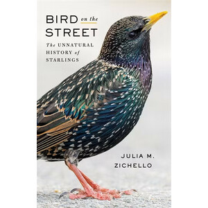 BIRD ON THE STREET. THE UNNATURAL HISOTRY OF STARLINGS