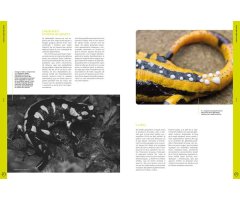 ORYX, LA REVISTA DE L\'AMANT DE LA NATURA. NÚMERO 03. Versió impresa en català. 3
