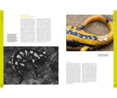 ORYX, LA REVISTA DEL AMANTE DE LA NATURALEZA. NÚMERO 03. Versión impresa en castellano. 3