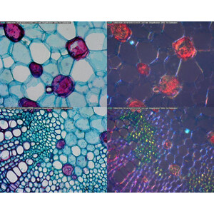 DINO-LITE ILUMINADOR BL-CDW 3