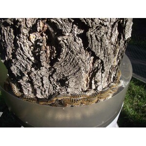 ECOPIEGE 30CM COLLAR PARA EL CONTROL DE LA ORUGA DE LA PROCESIONARIA 5